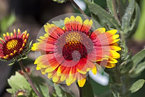 Gaillardia `Arizona Sun`