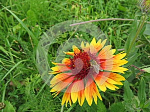 Gaillardia and bee on a green background