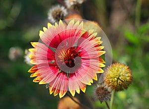 Gaillardia or blanket flower