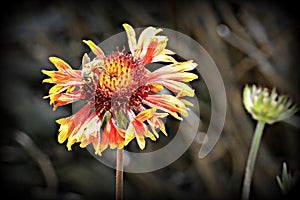 Gaillardia Blanket flower