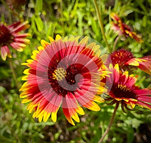 Gaillardia blanket flower