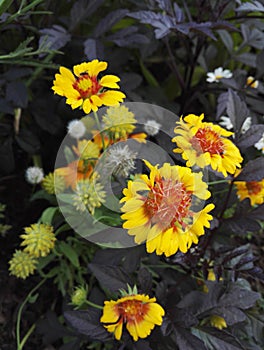 Gaillardia, blanket flower, with bright orange and yellow flowers
