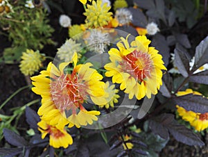 Gaillardia, blanket flower with bright yellow and orange flowers