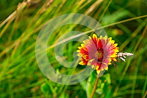 Gaillardia Blanket Flower with bug on petals