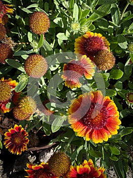 Gaillardia blanket flower bunch