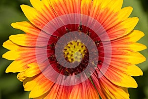 Gaillardia Blanket Flower