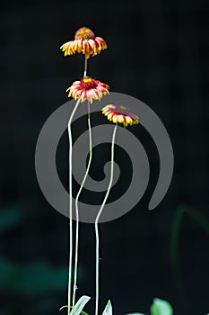 Gaillardia, blanket flower is a genus of flowering plants in the