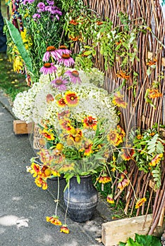 Gaillardia (Blanket Flower)