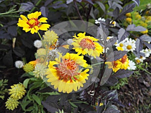 Gaillardia, blanket flower, with its bright orange and yellow flowers