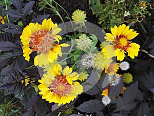 Gaillardia, blanket flower with its bright yellow and orange flowers