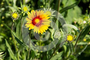 Gaillardia Blanket Flower on meadow