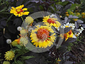 Gaillardia, blanket flower, perennial with its bright orange and yellow flowers