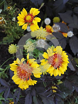 Gaillardia, blanket flower, rustic perennial with its bright orange and yellow flowers