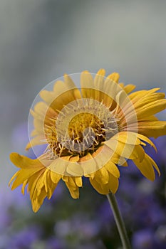 Gaillardia, Blanket flower, yellow strain