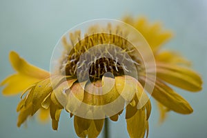 Gaillardia, Blanket flower, yellow strain