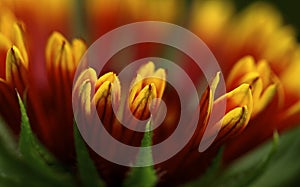 Gaillardia bloom, macro