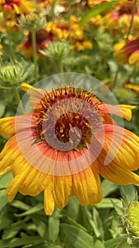 Gaillardia, common name blanket flower