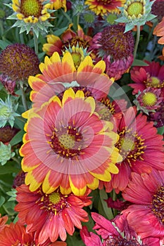 Gaillardia, common name blanket flower