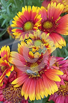 Gaillardia, common name blanket flower