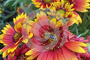 Gaillardia, common name blanket flower