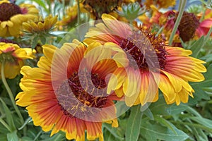 Gaillardia, common name blanket flower