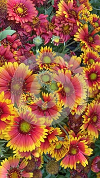 Gaillardia, common name blanket flower