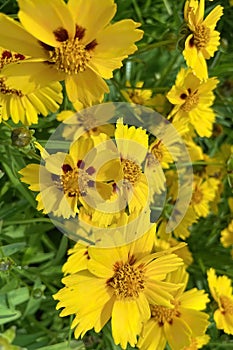 Gaillardia, common name blanket flower