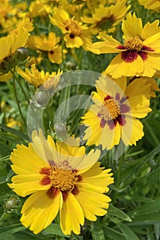 Gaillardia, common name blanket flower