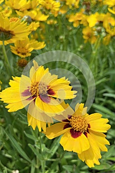 Gaillardia, common name blanket flower