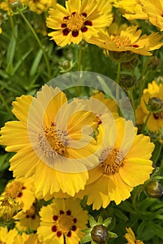 Gaillardia, common name blanket flower