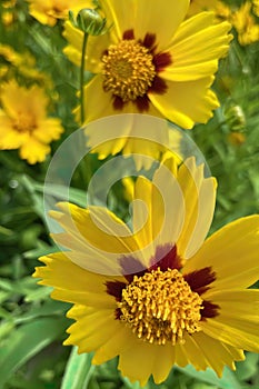 Gaillardia, common name blanket flower