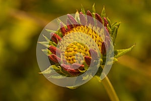 Gaillardia fanfare flower photo