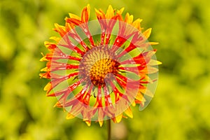 Gaillardia fanfare flower