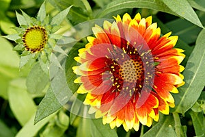 Gaillardia flower