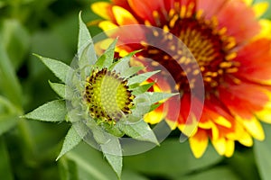 Gaillardia flower