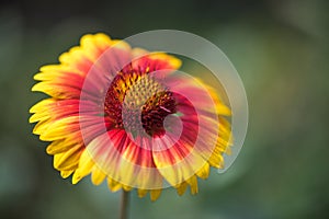 Gaillardia flower