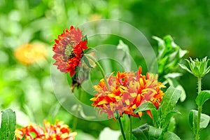 Gaillardia Flower