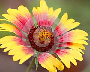 Gaillardia flower