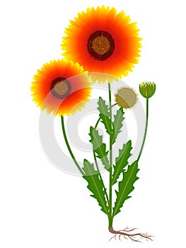 Gaillardia flower with fruit and roots on a white background.