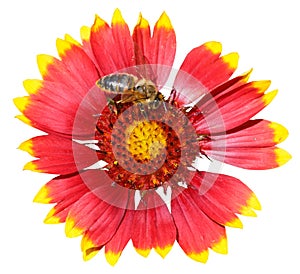 Gaillardia flower with honey bee isolated