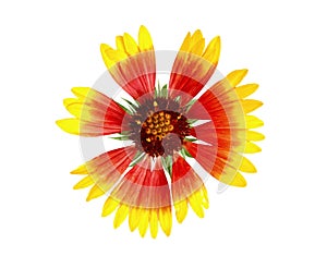 Gaillardia flower isolated