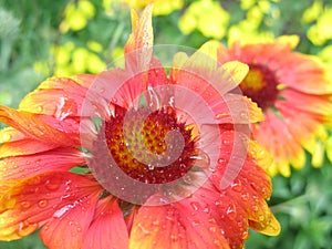 Gaillardia Flower