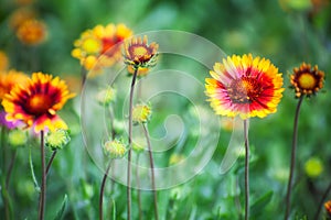 Gaillardia flower with red and yellow petals