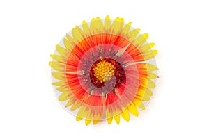 Gaillardia flower on a white background.