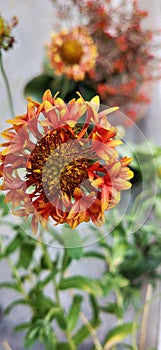 Gaillardia flowers