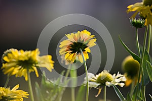 Gaillardia flowers in full bloom during spring season in the Garden