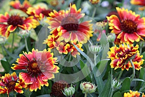 Gaillardia flowers are originally from North America