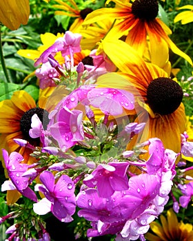 Gaillardia and flox after a rain