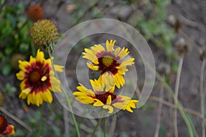 Gaillardia. G. hybrida Fanfare. Unusual petals. Summer days. Flowerbed with flowers