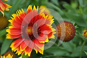 Gaillardia grandiflora